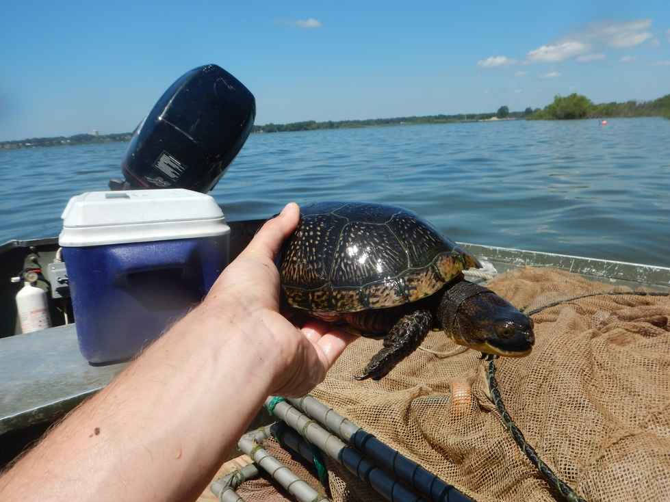 An endangered Blanding's turtle found during fyke net surveys.